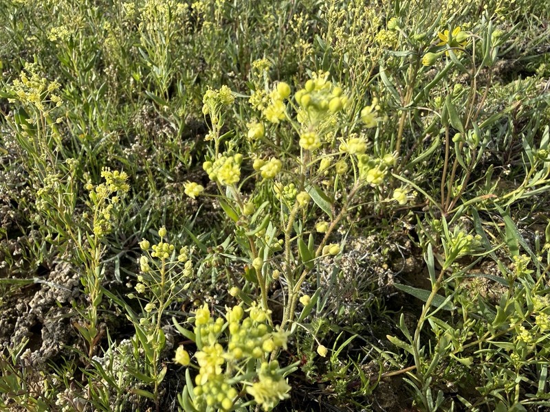 Jared's Pepperweed photo 4