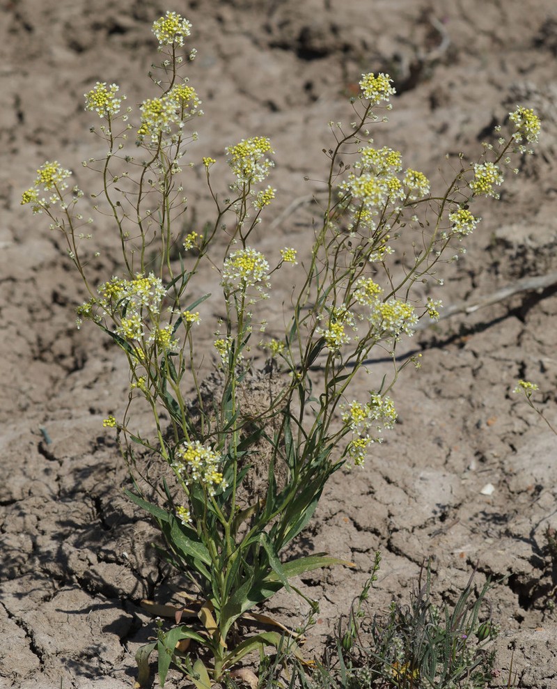 Jared's Pepperweed photo 5