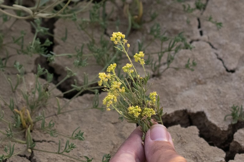 Jared's Pepperweed photo 6