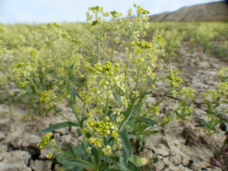 Jared's Pepperweed photo 7