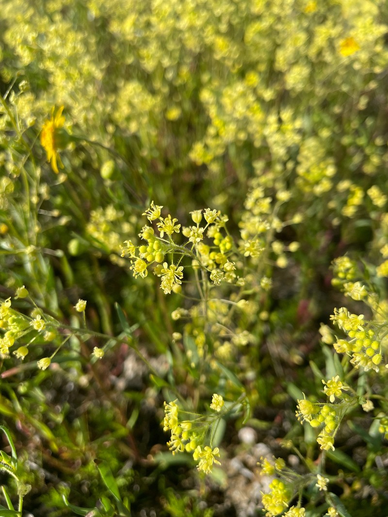 Jared's Pepperweed photo 8