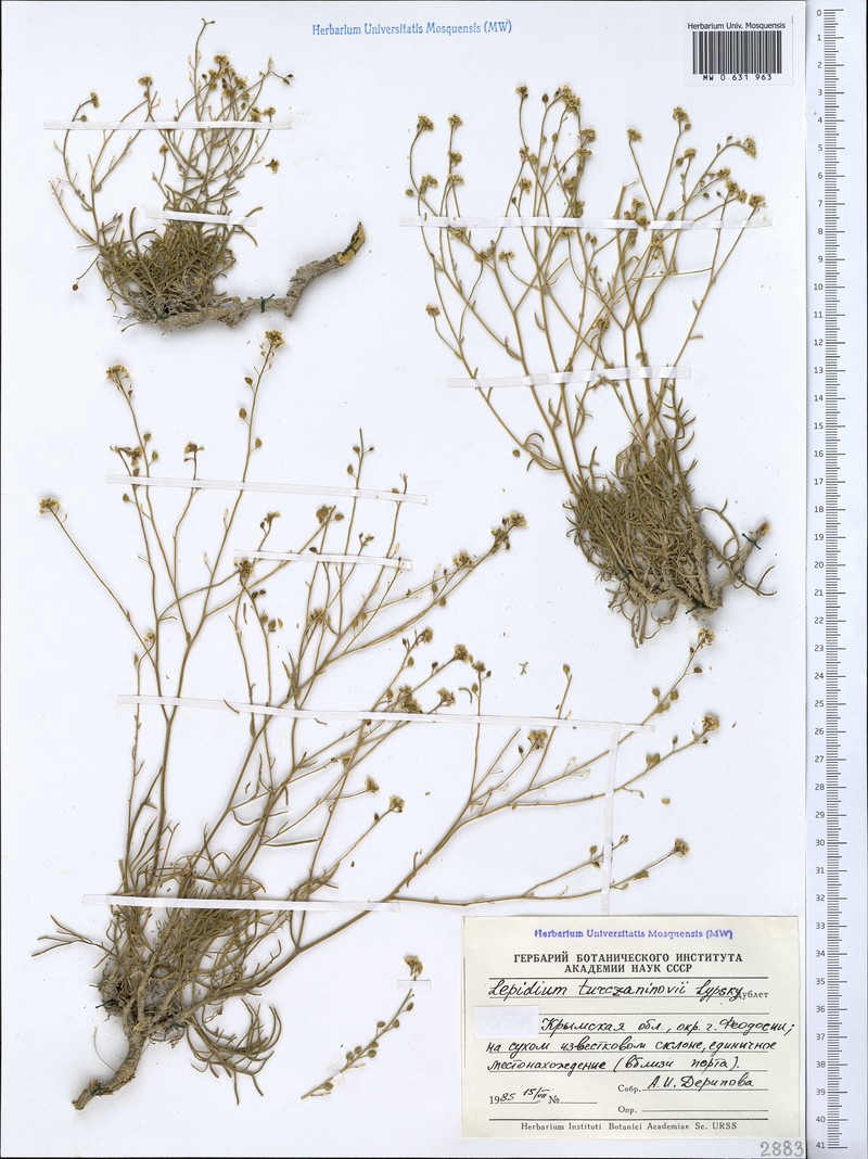 Lepidium lacerum subsp. lacerum