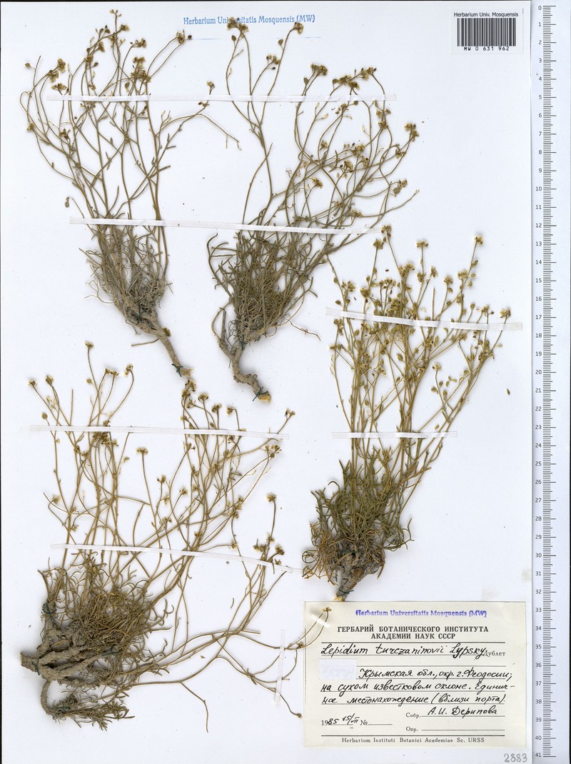 Lepidium lacerum subsp. lacerum photo 2
