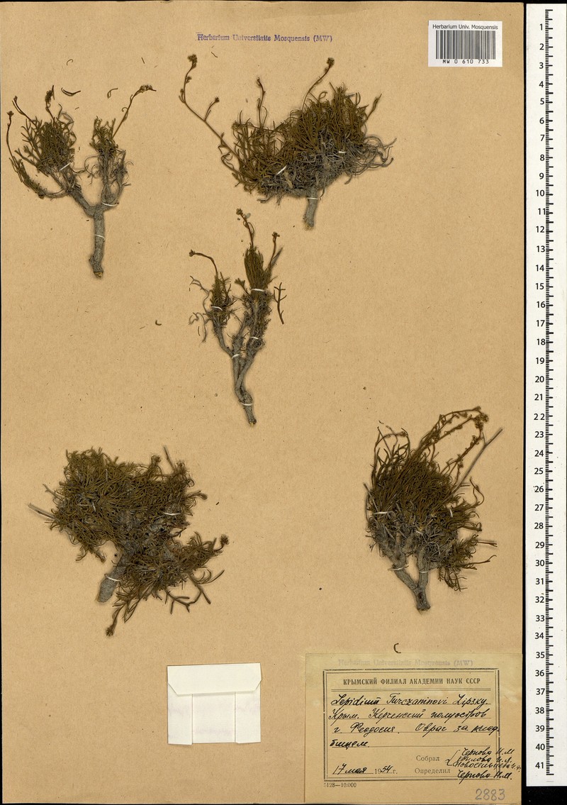 Lepidium lacerum subsp. lacerum photo 3