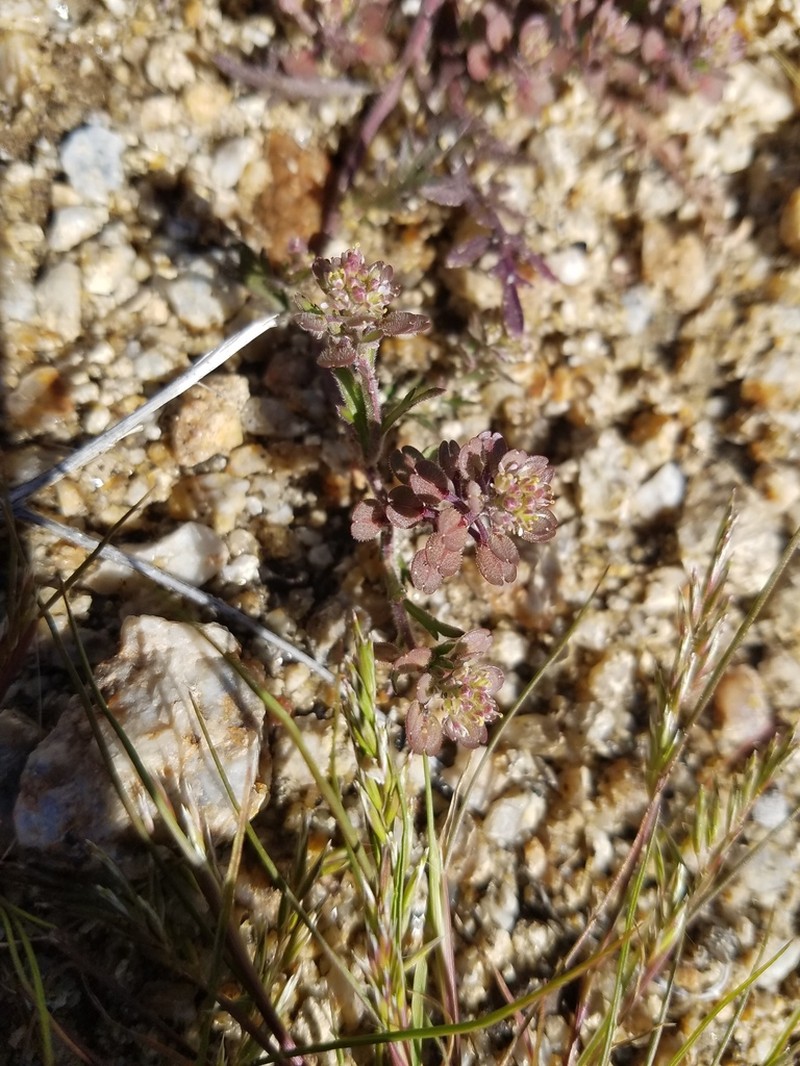 Shaggyfruit Pepperweed