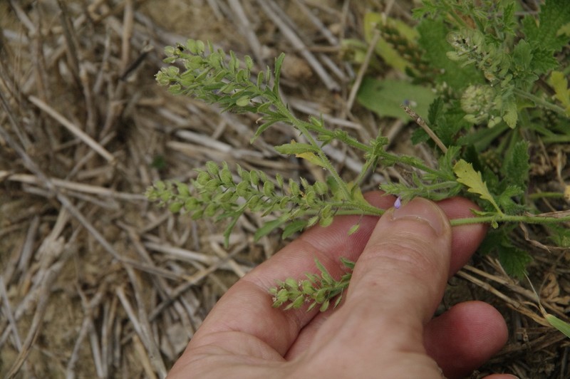 Shaggyfruit Pepperweed photo 2