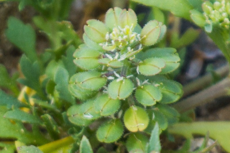 Shaggyfruit Pepperweed photo 3