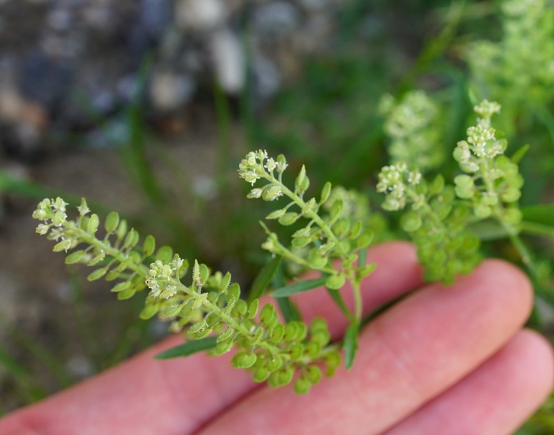 Shaggyfruit Pepperweed photo 4