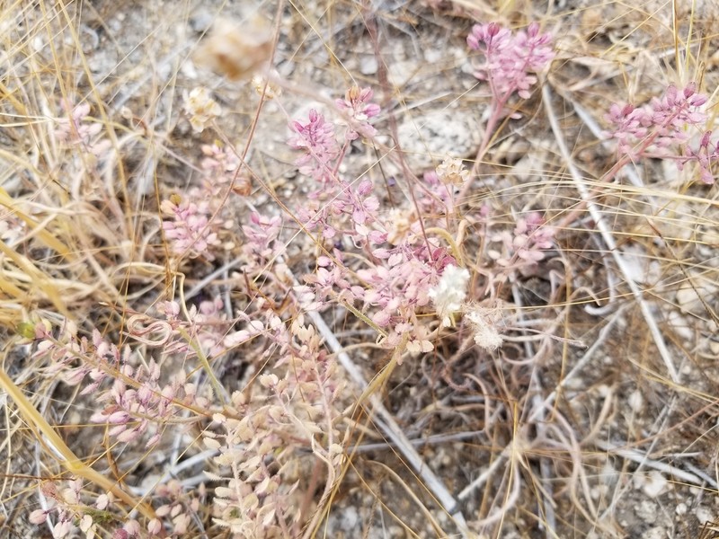 Shaggyfruit Pepperweed photo 5