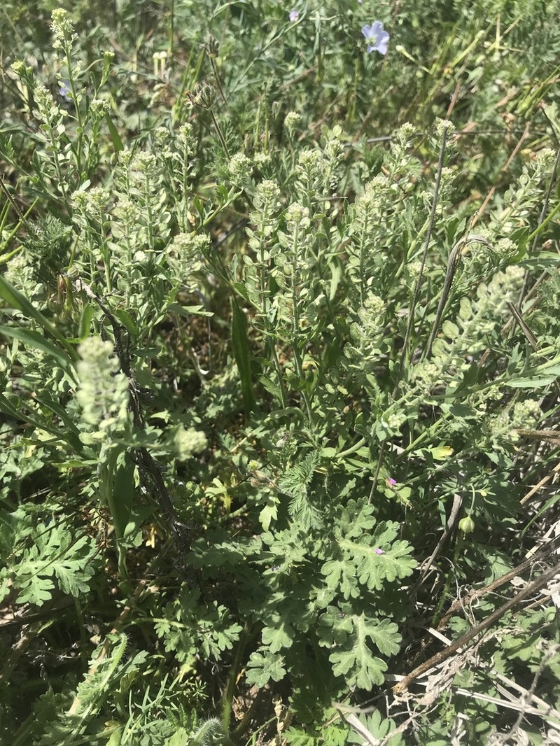 Shaggyfruit Pepperweed photo 6