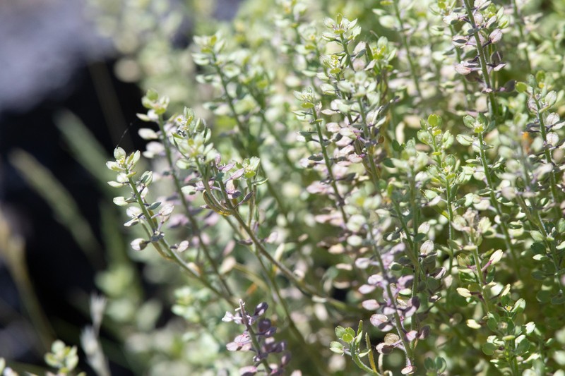 Shaggyfruit Pepperweed photo 7