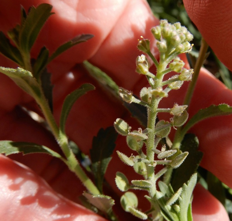 Shaggyfruit Pepperweed photo 8