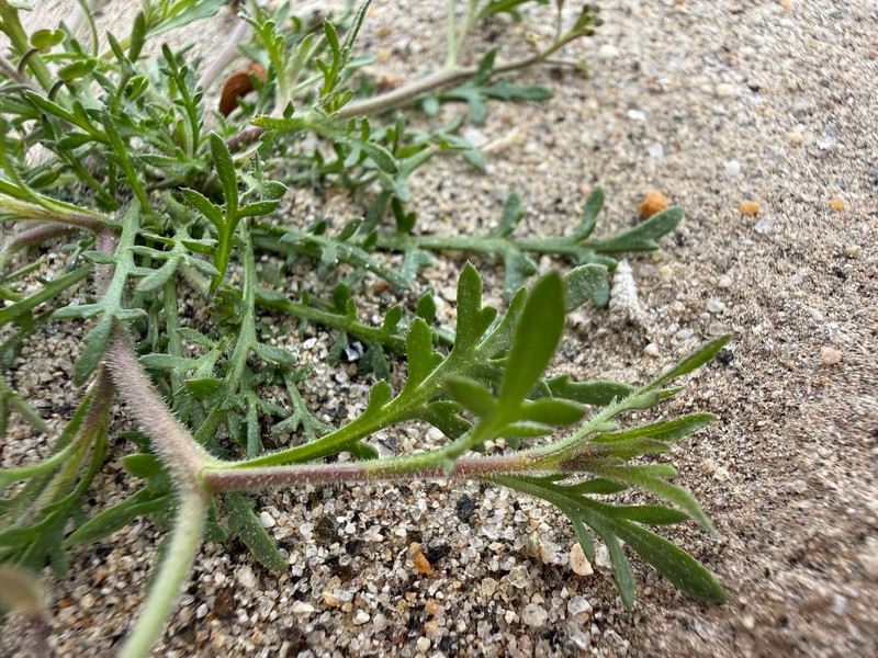 Lepidium lasiocarpum subsp. lasiocarpum
