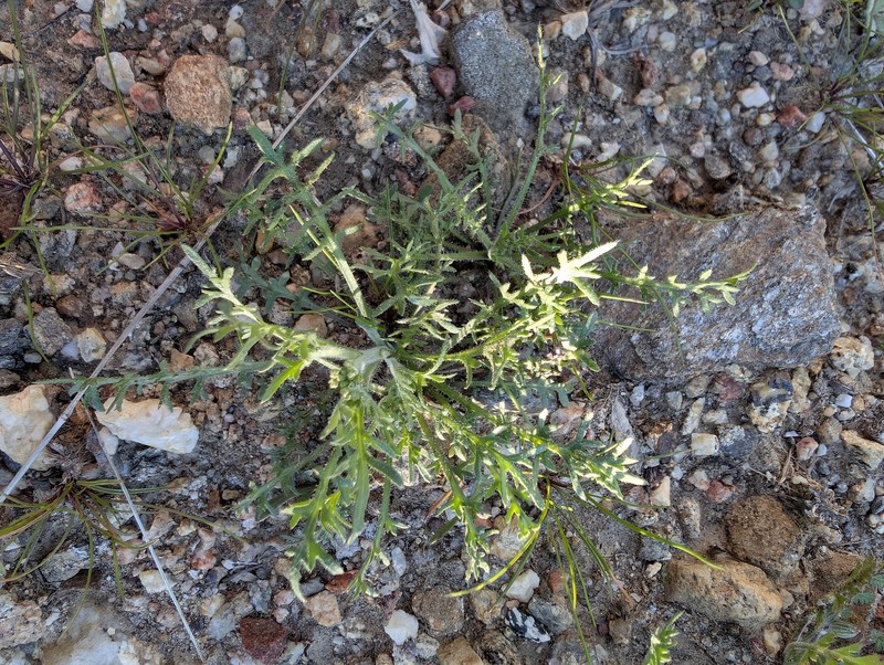 Lepidium lasiocarpum subsp. lasiocarpum photo 2