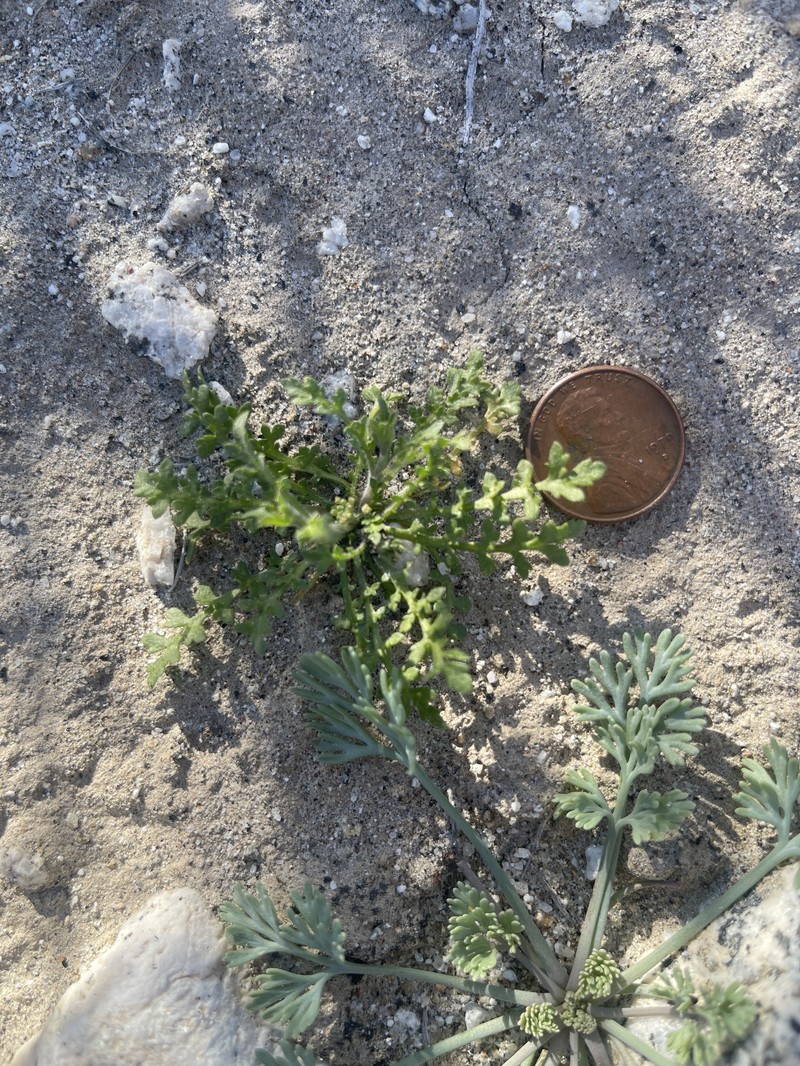 Lepidium lasiocarpum subsp. lasiocarpum photo 3