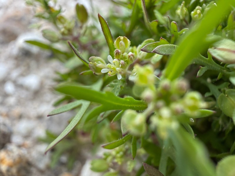 Lepidium lasiocarpum subsp. lasiocarpum photo 4
