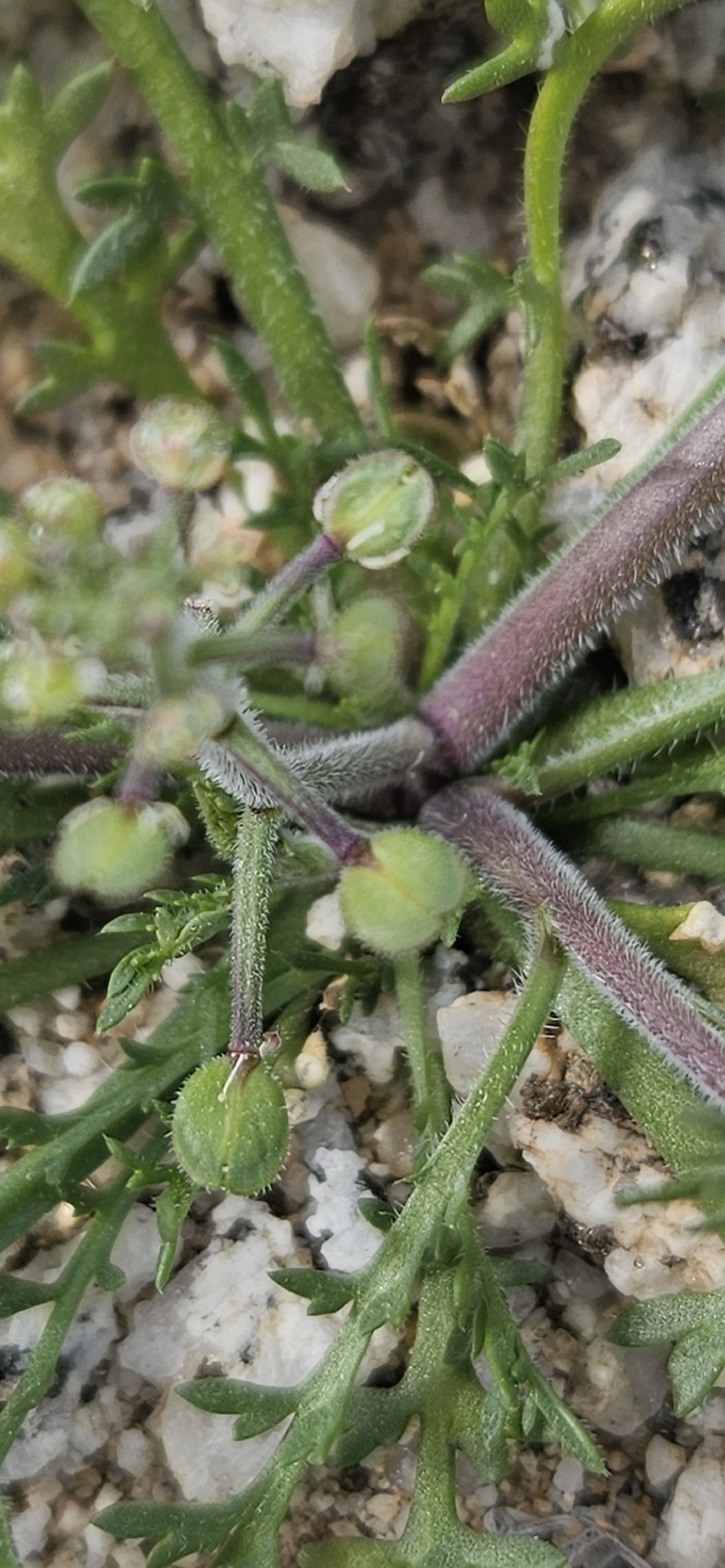 Lepidium lasiocarpum subsp. lasiocarpum photo 5