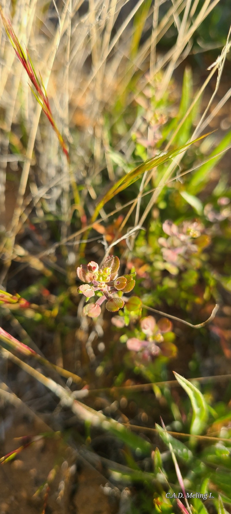 Lepidium lasiocarpum subsp. lasiocarpum photo 6