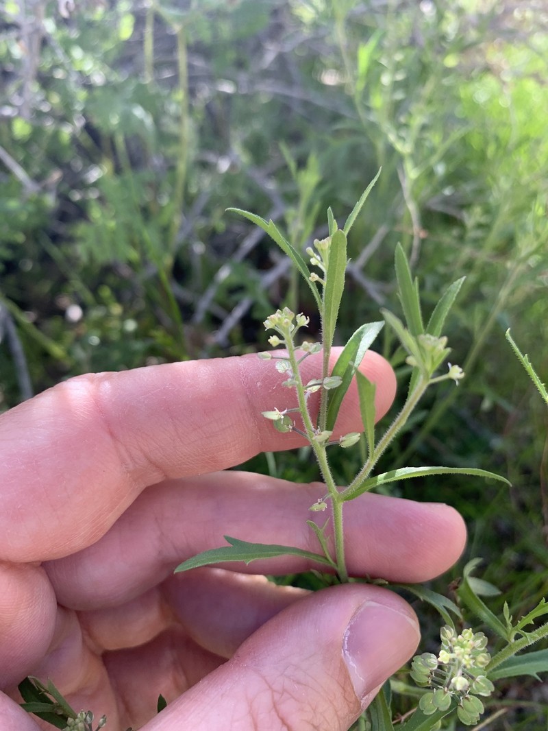 Lepidium lasiocarpum subsp. lasiocarpum photo 7