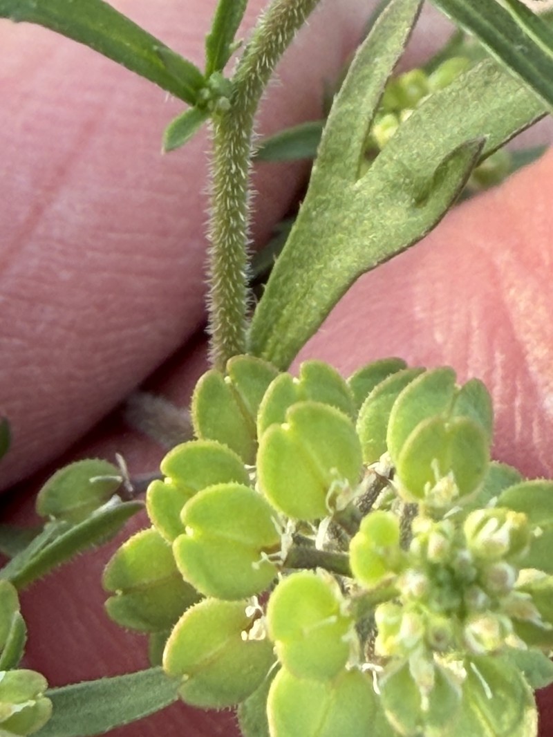 Lepidium lasiocarpum subsp. lasiocarpum photo 8