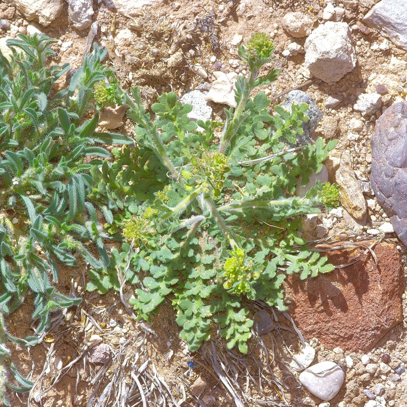 Lepidium lasiocarpum subsp. wrightii