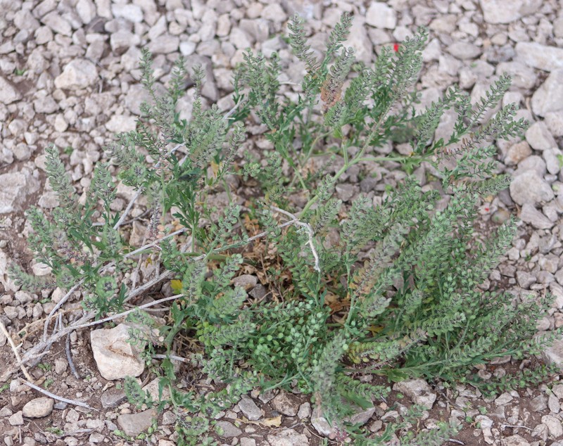 Lepidium lasiocarpum subsp. wrightii photo 2