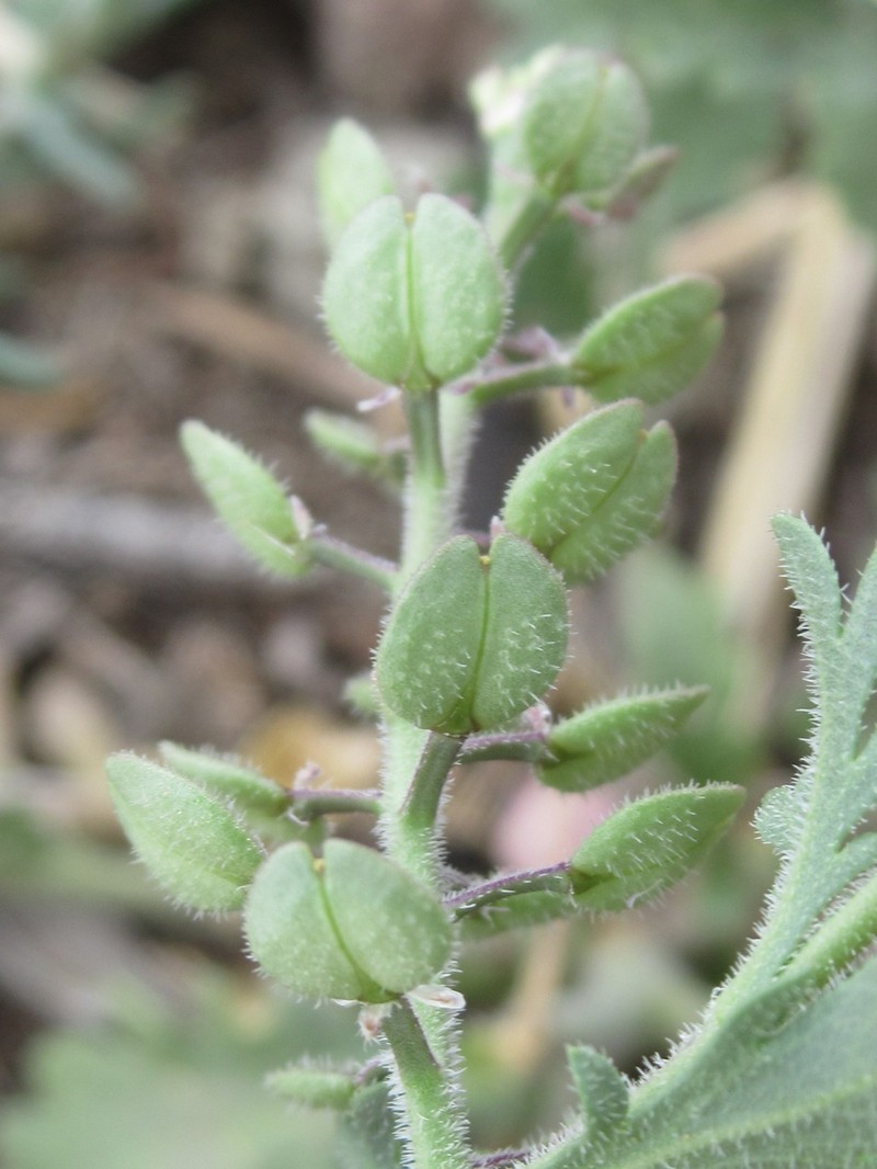 Lepidium lasiocarpum subsp. wrightii photo 3