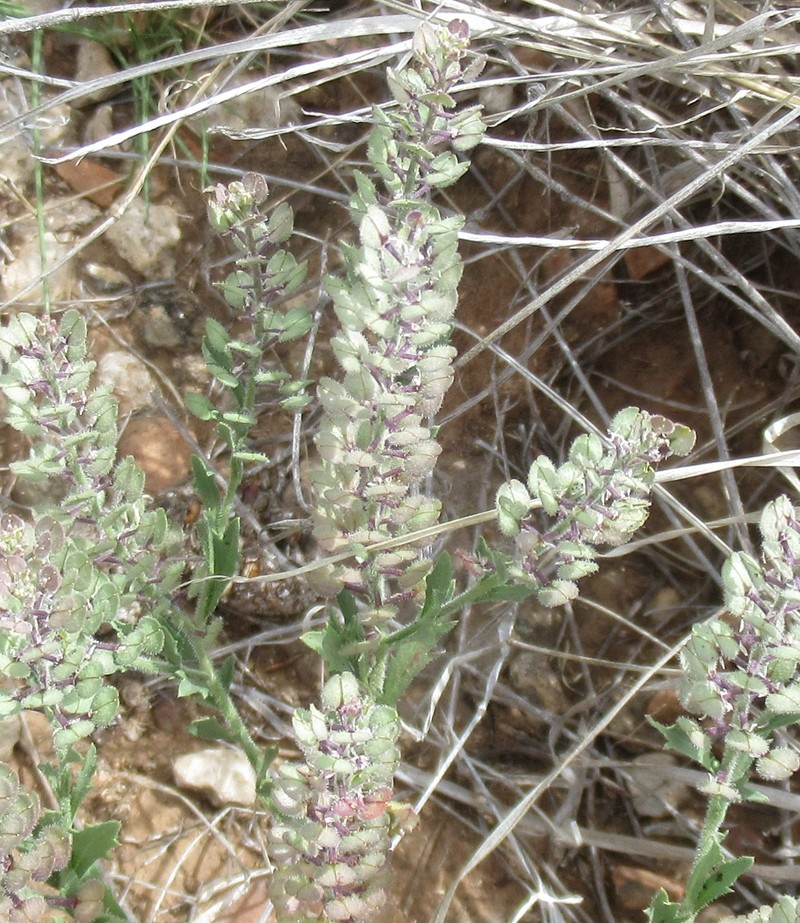 Lepidium lasiocarpum subsp. wrightii photo 4