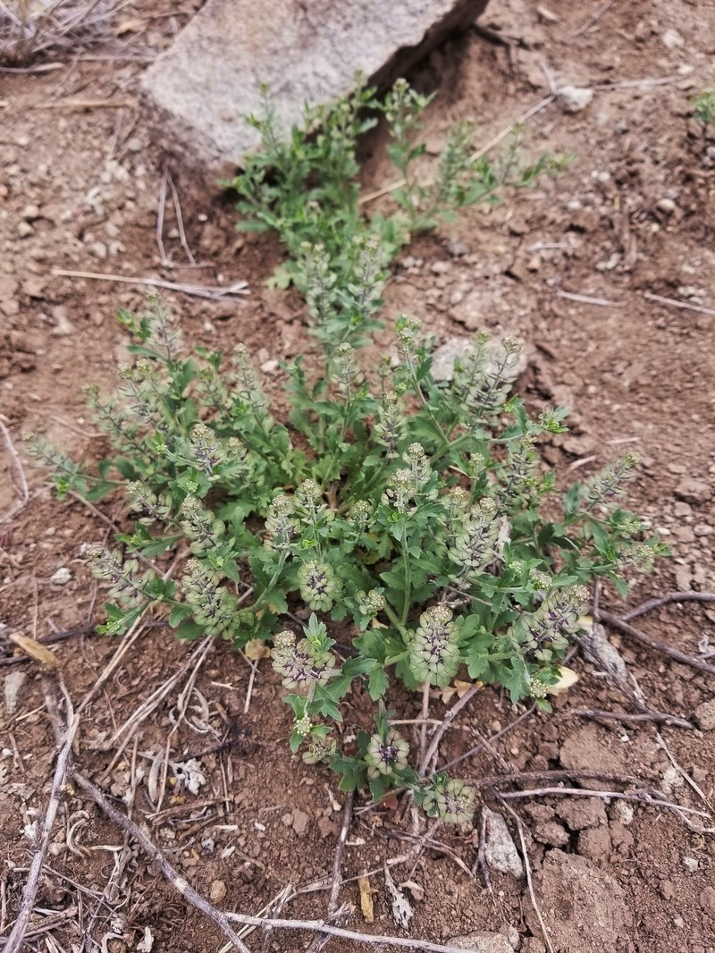 Lepidium lasiocarpum subsp. wrightii photo 5