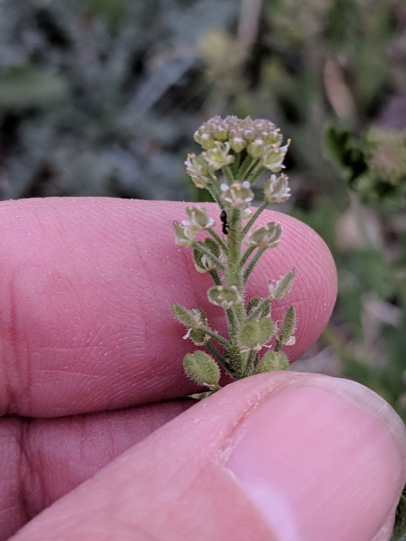Lepidium lasiocarpum subsp. wrightii photo 6