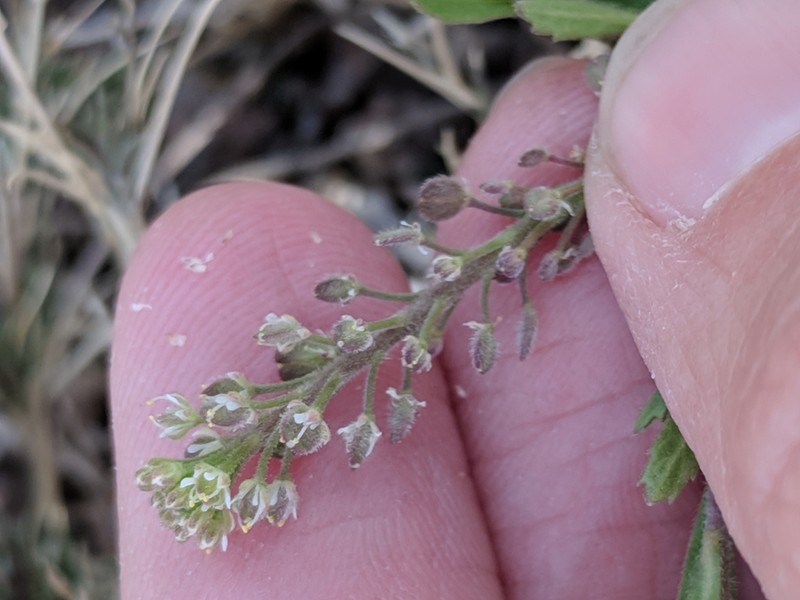 Lepidium lasiocarpum subsp. wrightii photo 7