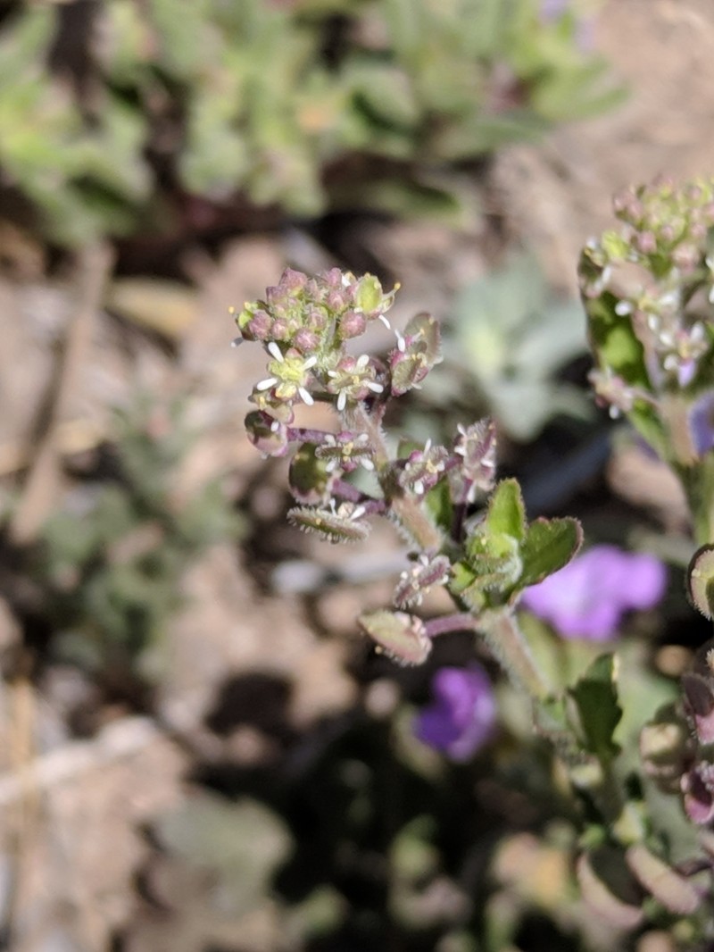 Lepidium lasiocarpum subsp. wrightii photo 8