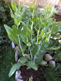 Broadleaved Pepperweed