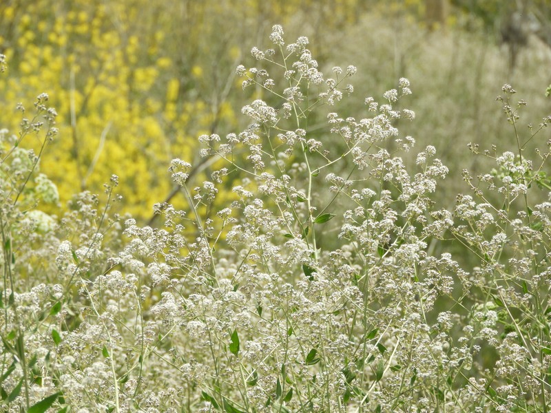 Broadleaved Pepperweed photo 2