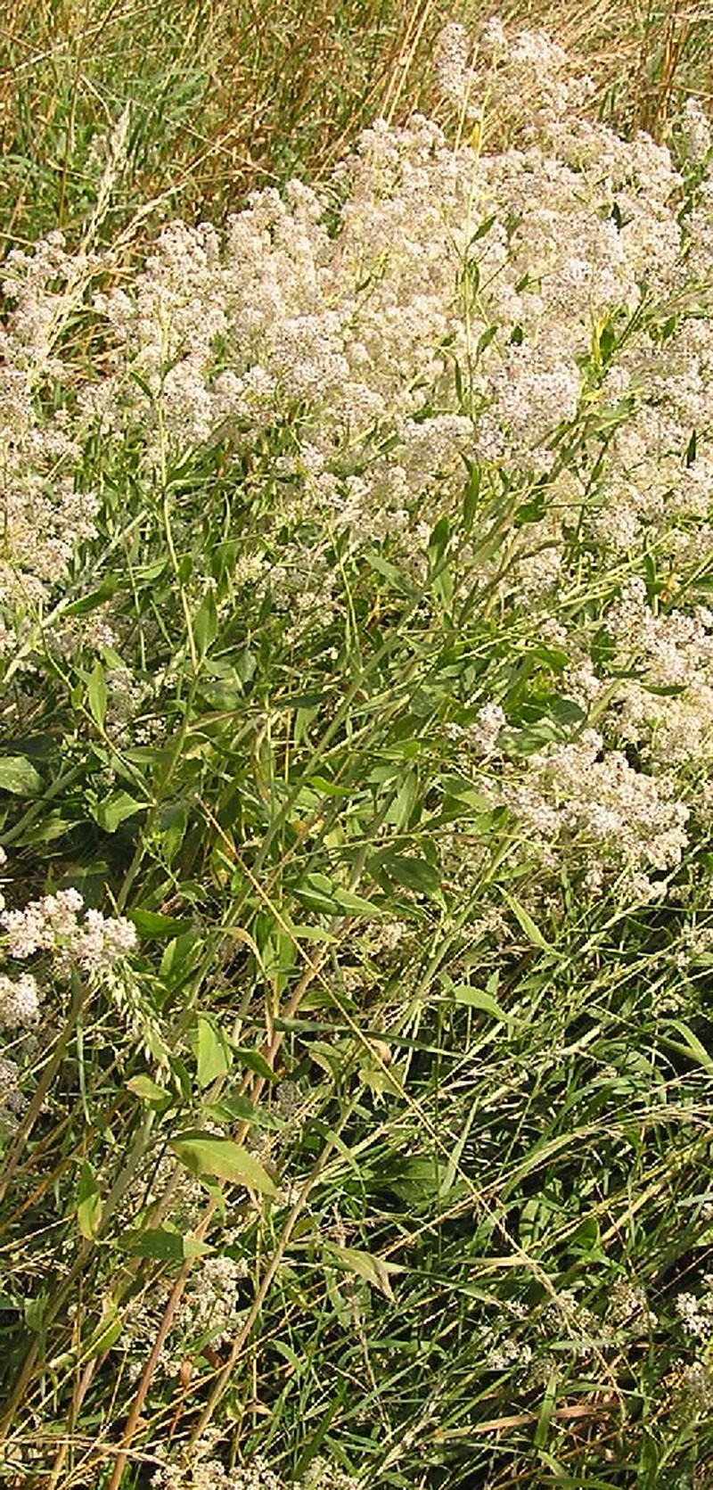 Broadleaved Pepperweed photo 3