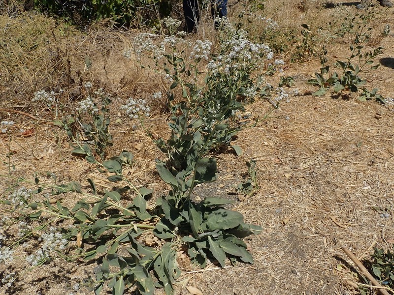 Broadleaved Pepperweed photo 4