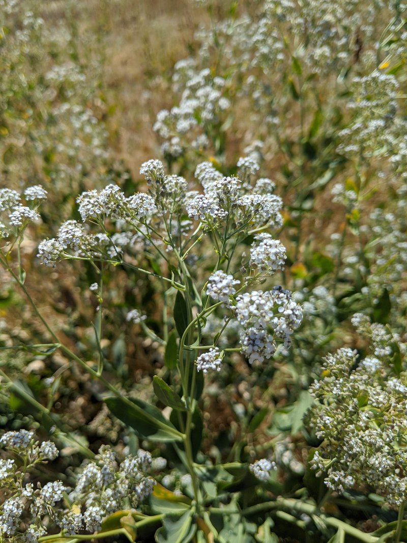 Broadleaved Pepperweed photo 5