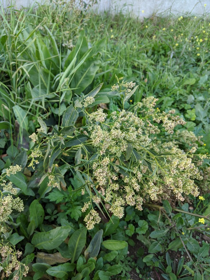 Broadleaved Pepperweed photo 6