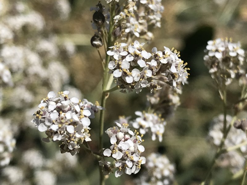 Broadleaved Pepperweed photo 7