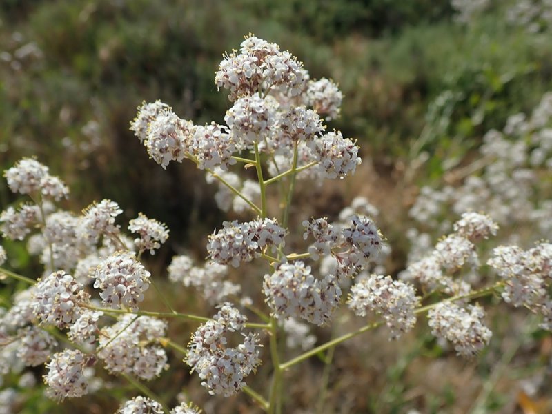 Broadleaved Pepperweed photo 8