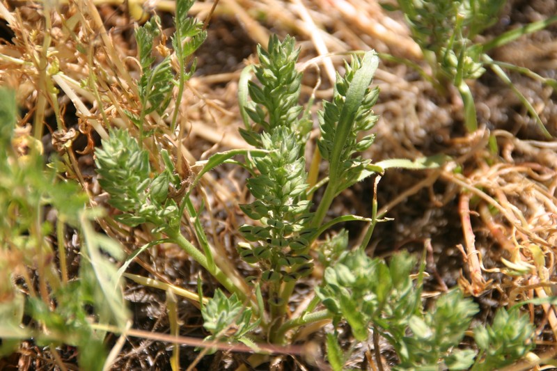 San Diego Pepperweed
