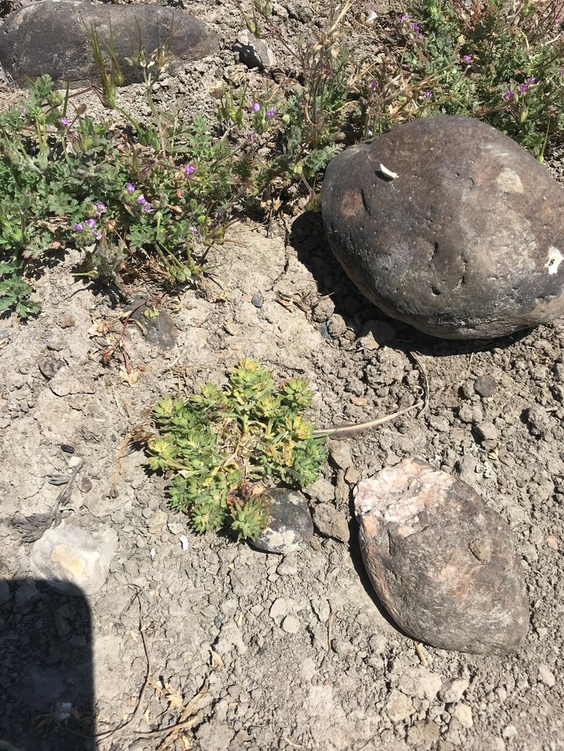 San Diego Pepperweed