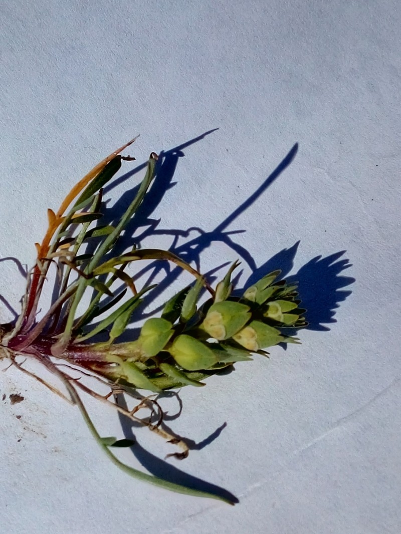 San Diego Pepperweed photo 2