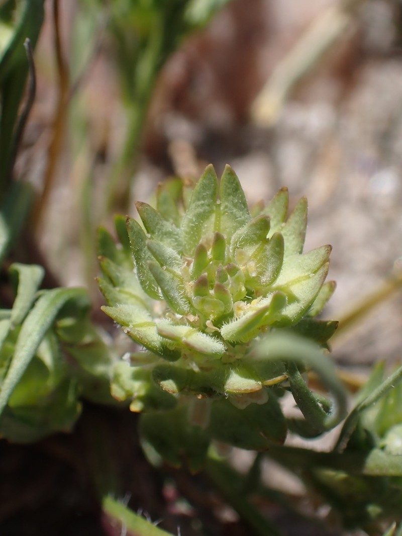 San Diego Pepperweed photo 3