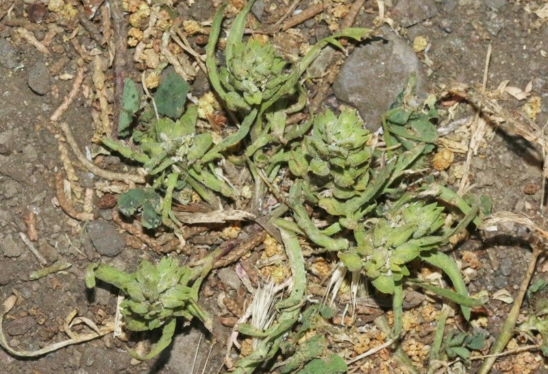San Diego Pepperweed photo 5