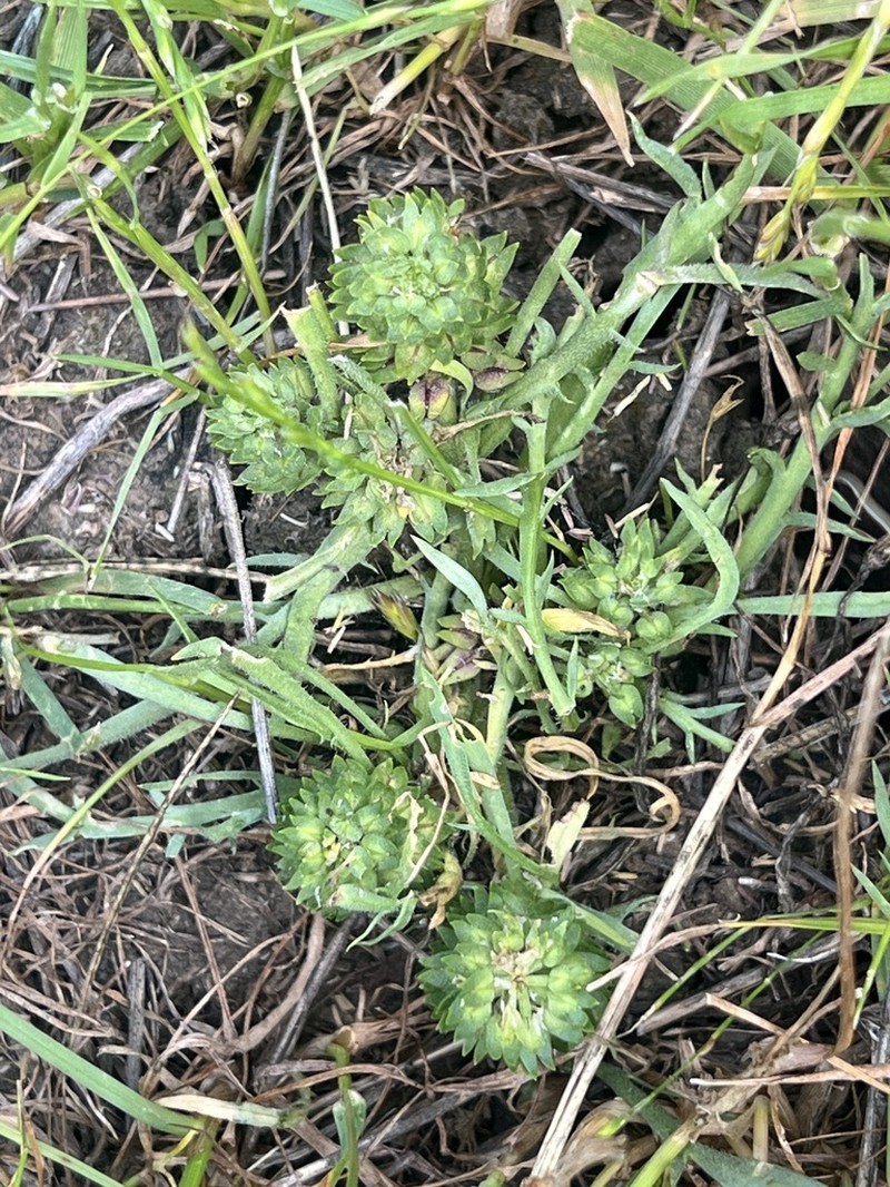 San Diego Pepperweed photo 7