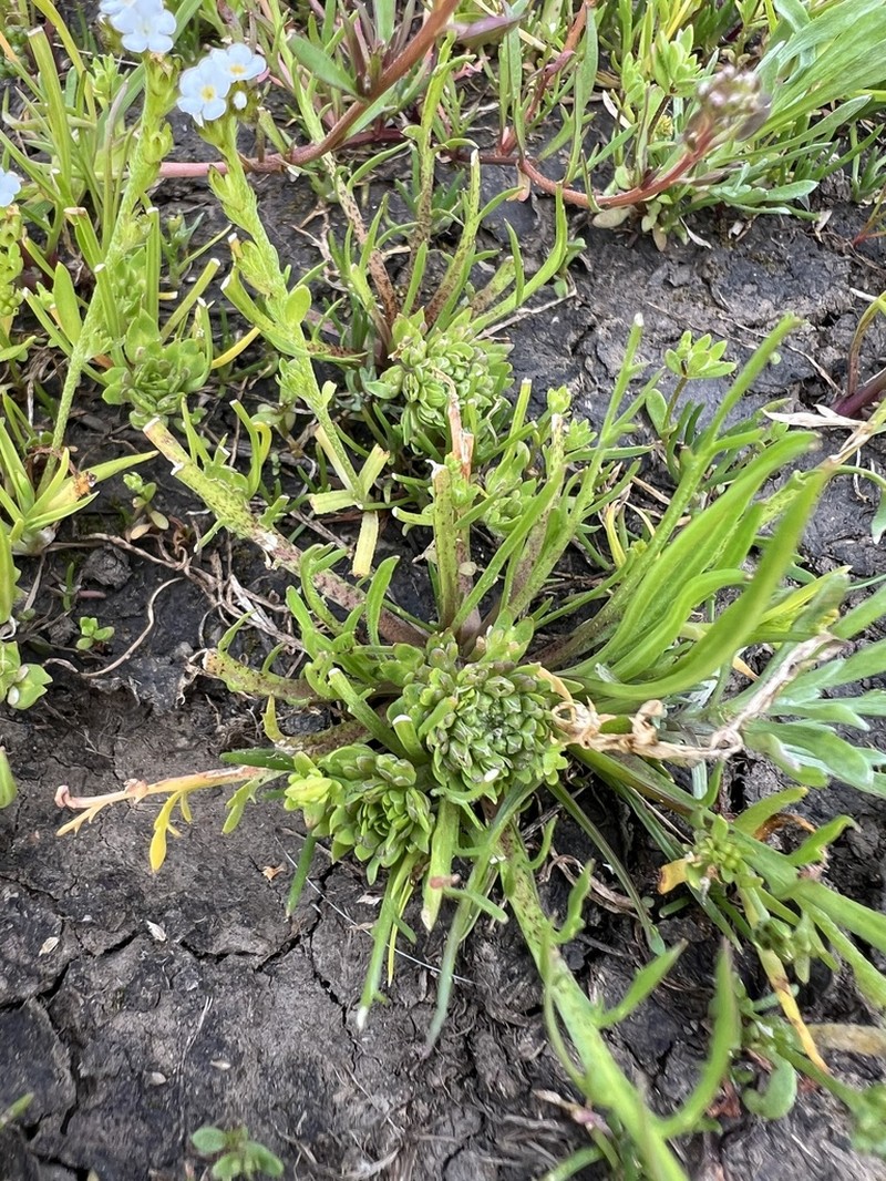 San Diego Pepperweed photo 8