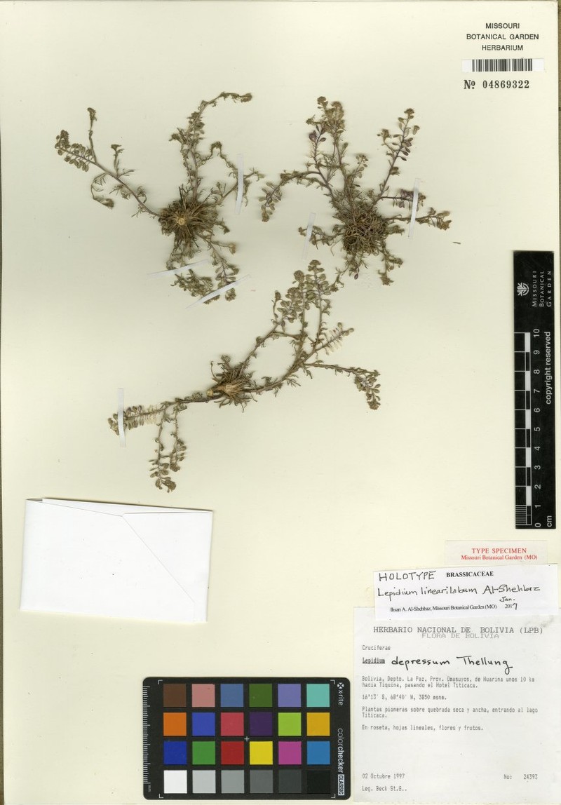 Lepidium linearilobum