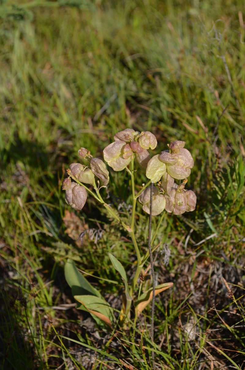 Lepidium lipskyi photo 2