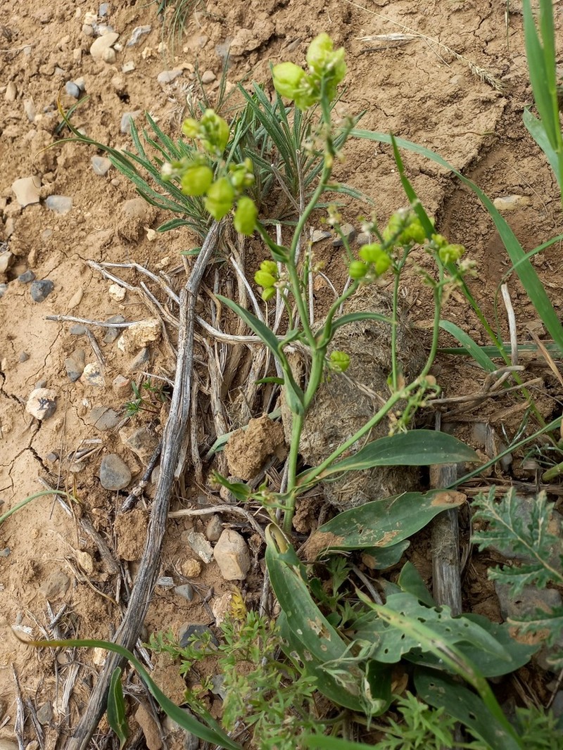 Lepidium lipskyi photo 3